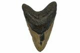 Fossil Megalodon Tooth - North Carolina #258755-1